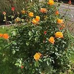 Paula Im Lausitzer Seenland *