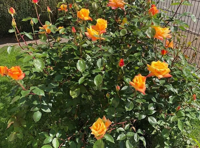 Paula Im Lausitzer Seenland *